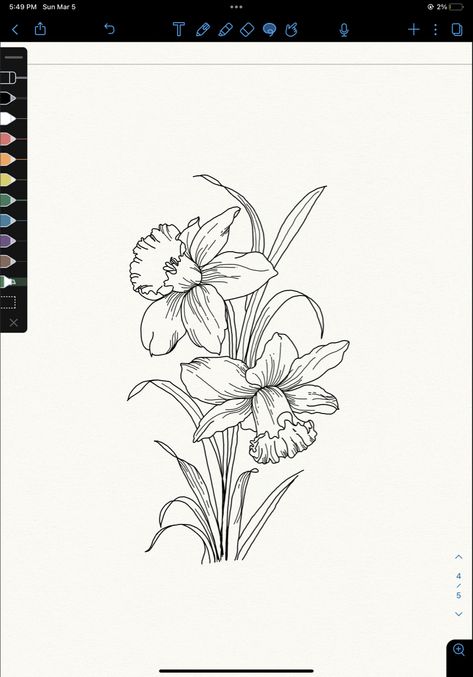 Daphodil Flower Drawing, Bunch Of Daffodils Tattoo, Daffodil Outline Drawing, Daffodil Tattoo Outline, Poppy And Narcissus Flower Tattoo, Tattoo Ideas Daffodil, Daffodil Botanical Illustration, Daffodil Tattoo Stencil, Daffodil Vector