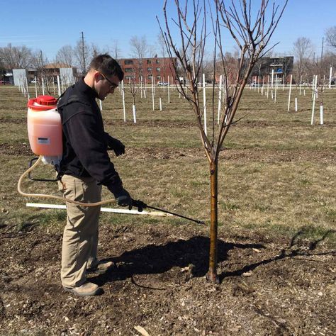 When To Plant Apple Trees, Fruit Tree Care Tips, Growing Apple Trees, Apple Tree Care, Pruning Apple Trees, Fruit Trees Backyard, Fruit Tree Garden, Nut Trees, Pruning Fruit Trees