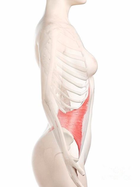 Your Deep Core Transverse Abdominis - The Golden Muscle — The Pelvic Studio | Hobart Physiotherapy Transverse Abdominis, Muscle Separation, Transversus Abdominis, Pelvic Girdle, Outer Core, Pelvic Floor Dysfunction, Deep Core, Diastasis Recti, Hip Pain