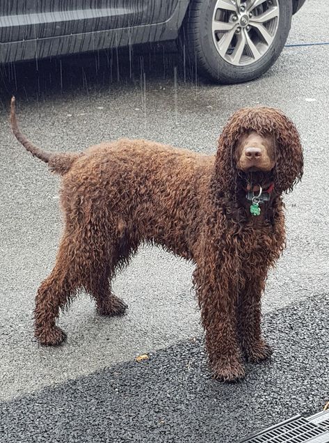 Sadhbh (Sadhbh of Stormy Seas)  Loved by Dorothy Quinn Byrne   Irish Water Spaniel - IWSCA Water Spaniel, Boykin Spaniel Aesthetic, Spring Spaniel, Irish Red Setter Aesthetic, Irish Water Spaniel, American Water Spaniel, All Breeds Of Dogs, Disabled Dog, Hypoallergenic Dogs