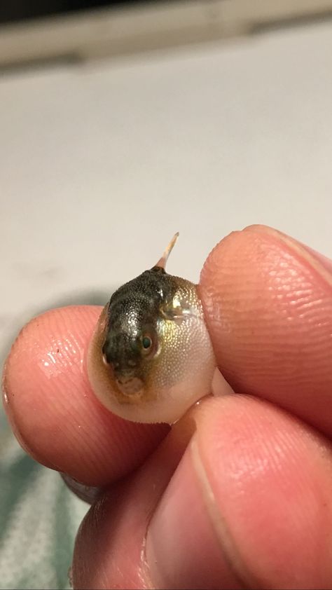 Tiny baby puffer fish in Marco Island FL http://ift.tt/2gPNPGX Deep Sea Life, Tiny Fish, Monster Fishing, Cute Octopus, Therapy Animals, Puffer Fish, Beautiful Sea Creatures, Marco Island, Phish