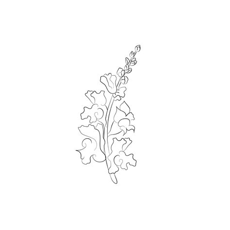 Snapdragon Drawing Simple, Snapdragon Drawing, Snapdragon Flower Tattoo, Carrie Tattoo, Snap Dragon Tattoo, Snapdragon Tattoo, Snapdragon Flowers, Draw Reference, Tattoos Inspo