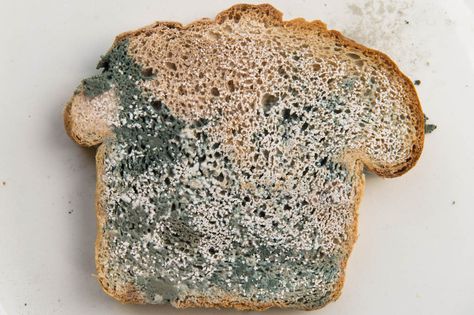 Which type of bread grows mold best? Rotten Food, Lowest Carb Bread Recipe, Seed Bread, Bread Mold, Bread Snacks, Diy Products, Home Health Remedies, Mold Growth, Types Of Bread