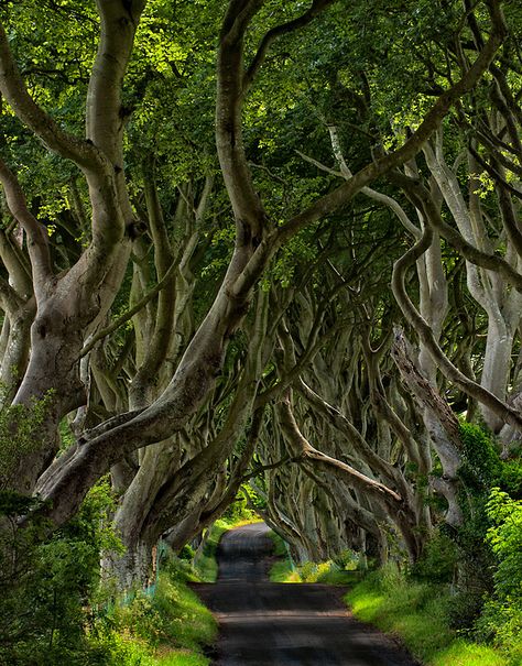 The Dark Hedges, A tunnel of 300 year old beech trees near Armoy, Northern Ireland The Dark Hedges, Weird Trees, Tree Tunnel, Dark Hedges, Twisted Tree, Beech Tree, Jolie Photo, Beautiful Tree, Lush Green