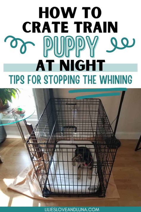 Crate training a puppy is a lot of work especially at night. These crate training tips will help with kennel training a puppy at night. It is typical for puppies to whine at night while crate training. These tips will help reduce the whining so everyone can get some sleep. Kennel Training A Puppy, First Night With Puppy, Puppy Whining, Night Time Potty Training, Crate Training Dog, Training A Puppy, Puppy Kennel, Get Some Sleep, Training Puppy