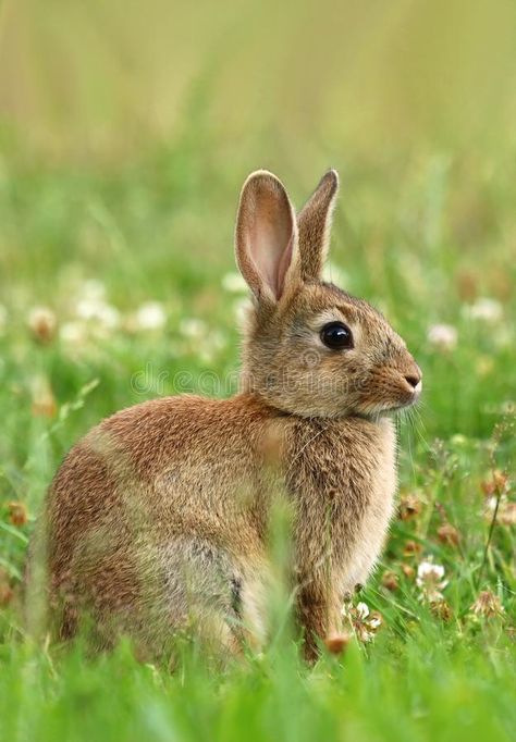 Bunny Side Profile, Wild Bunny, Suffolk Sheep, Rabbit Photos, Beautiful Rabbit, Rabbit Drawing, Wild Rabbit, Sheep Art, Rabbit Painting