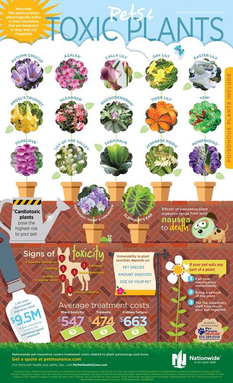 Happy first day of spring! Remember to keep these common plants far away from cats and dogs. 🌺🐾  Did you know? More than 700 plants produce physiologically active or toxic substances that are dangerous to cats and dogs if ingested. #PoisonPreventionWeek Plant Infographic, Plants Poisonous To Dogs, Cat Eat, Animal Infographic, Toxic Plants, Sago Palm, Gain Knowledge, Terrace Garden Design, Dangerous Dogs