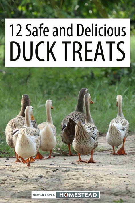 Ducks As Pets, Keeping Ducks, Duck Feed, Homestead Animals, Backyard Ducks, Homesteading Tips, Duck Breeds, Duck Coop, Duck Farming