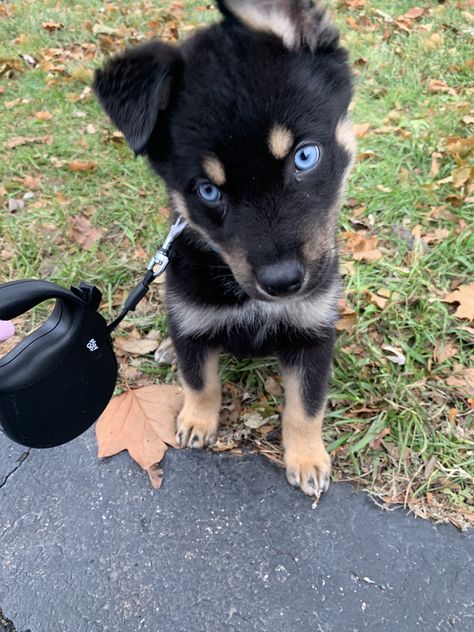 Rottweiler/ husky mix ❤️ Rottweiler Husky Mix, Rottweiler Mix Puppies, Rottweiler Mix, Husky Mix, Siberian Husky, Rottweiler, Border Collie, Baby Animals