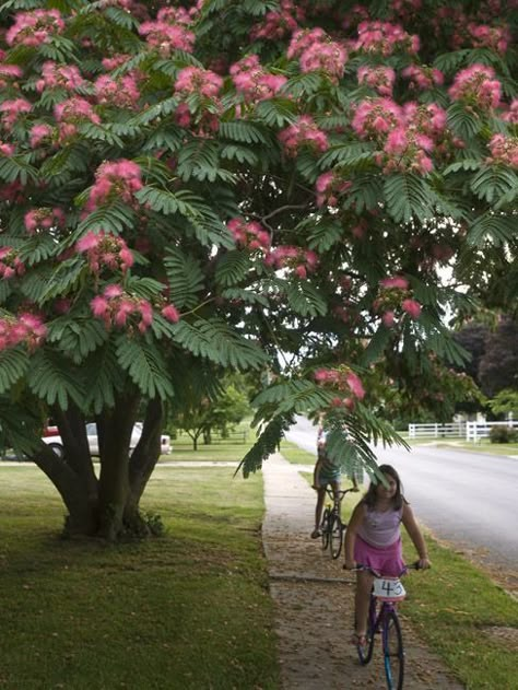 Mid Century Landscaping, Mimosa Tree, Albizia Julibrissin, Flowering Tree, Silk Tree, Beautiful Trees, Tree Ideas, Garden Trees, Flowering Trees