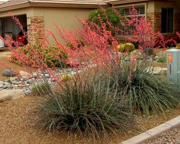 Great Design Plant: Red Yucca - other - Noelle Johnson Landscape Consulting Red Yucca, Texas Landscape, Succulent Landscape Design, Yucca Plant, Drought Tolerant Landscape, Succulent Landscaping, Australian Garden, Low Maintenance Landscaping, Desert Garden