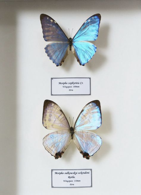 Buterfluffy Wallpaper, Blue Butterfly Aesthetic, Butterfly Aesthetic, Wholesale Hair Accessories, Butterfly Species, Morpho Butterfly, Blue Morpho, Blue Butterflies, Beautiful Bugs