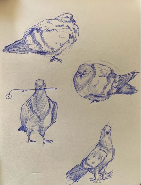 Pigeons Drawing Sketch, Pigeon Sketch Drawings, Pen Animal Sketch, Bird Pen Sketch, Ballpoint Pen Sketchbook, Ink Drawing Animals, Pigeon Drawing Reference, How To Draw With Ballpoint Pen, Pen Drawing Animals