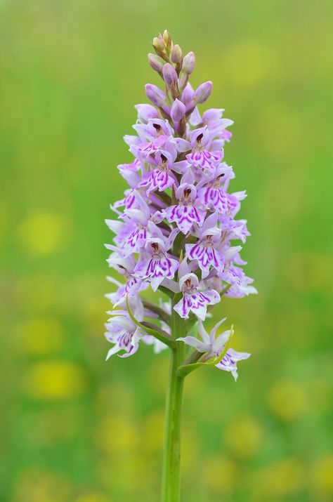 Common Spotted Orchid Uk Wildflowers, Spotted Orchid, Meadow Bouquet, Mountain Animals, Wild Orchids, Scottish Mountains, Bouquet Tattoo, Summer Meadow, Mural Ideas