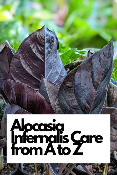 Master Alocasia Infernalis care from A to Z with our comprehensive guide!  Alocasia Infernalis, plant care, indoor gardening, houseplant care, gardening tips. Explore every aspect of nurturing your Alocasia Infernalis, from watering and lighting needs to pest control and propagation techniques. Elevate your indoor gardening skills and create a captivating display with your thriving Alocasia Infernalis!  IG Photo by: foliata.co Alocasia Plant, Houseplant Care, Plant Pests, Clear Bowls, Spider Mites, Neem Oil, Peat Moss, House Plant Care, Indoor Gardening