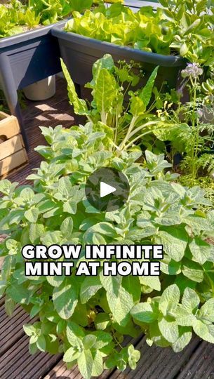 28K views · 846 reactions | Grow infinite Mint 🌿 It’s super easy, everyone can do it. Follow these steps 💚 #gardening #mint #slowlife #gardenhack | Thefrenchiegardener | Penguin Piano · Love Story - Indila How To Plant Mint In Pot, How To Grow Mint Indoors, Growing Mint In Water, How To Grow Mint In A Pot, Mint Plant Indoor, Mint In Pots, Planting Mint, Propagate Mint, Growing Mint Indoors