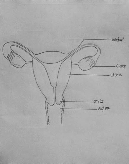 DRAW IT NEAT : How to draw female reproductive system Female Reproductive System Sketch, Biological Diagram, Male Reproductive System Drawing, Female Reproductive System Drawing, Uterus Drawing, Female Reproductive System Diagram, Anatomy Drawing Female, Drawing Biology, Female Reproductive System Anatomy