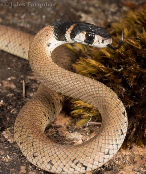 ˚Eastern Brown Snake (Pseudonaja textilis) Eastern Brown Snake, Anaconda Snake, Snake Turtle, Serpent Snake, Monitor Lizard, Cobra Snake, Snake Venom, Cute Reptiles, Reptile Snakes