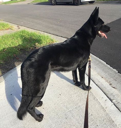 Black Gsd, German Shepherd Puppies Training, Black Shepherd, German Shepherd Photos, Black German Shepherd Dog, German Shepherd Funny, White German Shepherd, Malinois Dog, Black German Shepherd