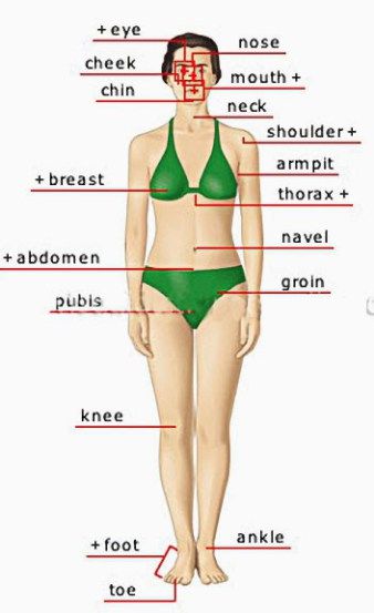 Parts of the body eye, nose, cheek, chin, mouth, neck, shoulder, armpit, breast, thorax, navel, abdomen, publs, groin, knee, foot, ankle, toe Human Body Vocabulary, Improve English, Human Body Parts, Learning English For Kids, English Vocab, English Tips, English Vocabulary Words Learning, English Writing, English Language Learning