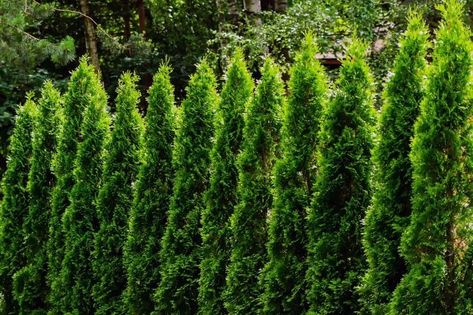 10 Best Evergreen Shrubs Juniper Shrub, Tree Landscaping, Holly Plant, Emerald Green Arborvitae, Colorado Blue Spruce, Trees For Front Yard, Types Of Shrubs, Box Wood Shrub, Eastern Redbud