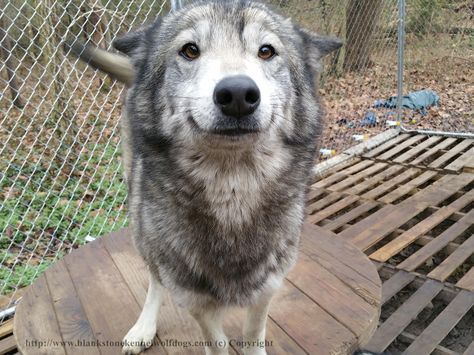 Smiley. Cute Things, Things That, Puppies, White