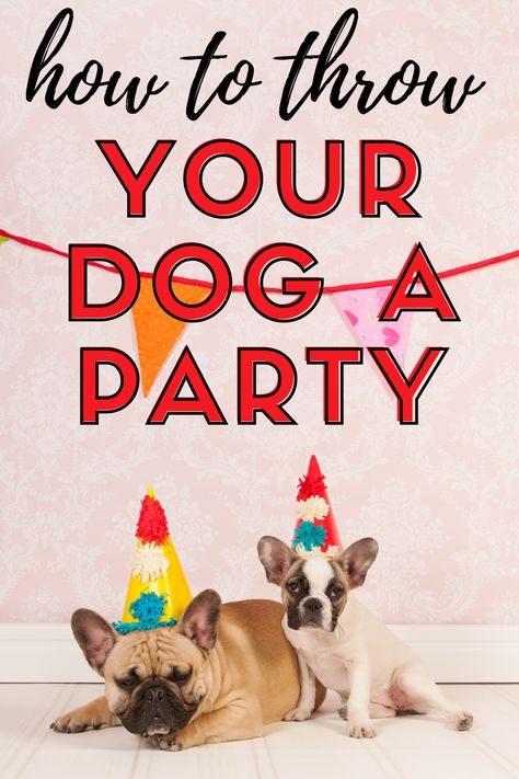 Small Dog Birthday Party, Dog’s First Birthday Party, One Year Old Dog Birthday, Doggie Bday Party Ideas, Birthday Party For Puppy, Dog’s Birthday Party, Dog’s First Birthday Ideas, First Birthday For Dog, How To Throw A Dog Birthday Party