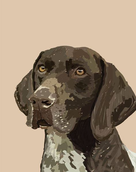 Cute Art Drawings, German Pointer, David Spade, Grape Wine, German Shorthair, Dog Rocks, Dog Quilts, Dog Print Art, Sundance Film