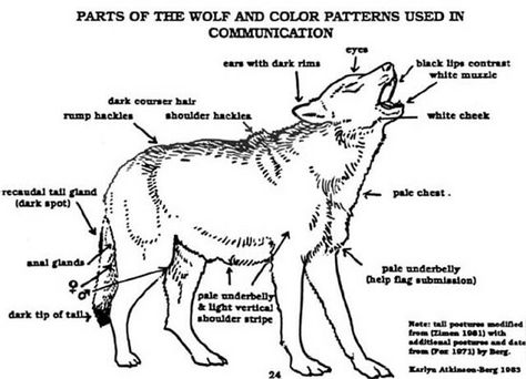 Wolf body language Zoo Education, Chief Dan George, Wolf Love, Wolf Drawing, Anatomy Drawing, Lone Wolf, Vet Tech, Wolf Dog, 가을 패션