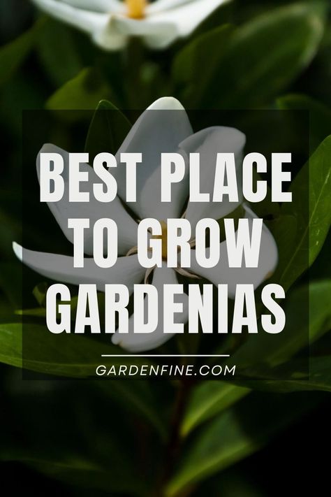 Pin this for expert tips on where gardenias grow best and how to make your gardenias flourish! #GardeningTips #Gardenias #FlowerGarden #PlantCare Gardenia Landscaping Ideas, Gardenia Trees, Gardenia Shrub, Growing Gardenias, Gardenia Plant, Climate Zones, Growing Flowers, Lawn And Garden, How To Make Your