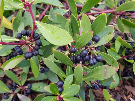 Tasmannia lanceolata – Tasmanian Pepperberry Small Shrubs, Growing Veggies, Love Learning, Nursery Gift, Unique Plants, Types Of Soil, Small Trees, Ground Cover, Types Of Plants