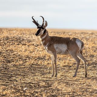 BBC Earth (@bbcearth) • Instagram photos and videos Pronghorn Antelope, Elephant Shrew, Bbc Earth, North American Wildlife, Tasmanian Devil, Desert Plants, Animal Photo, Nature Animals, Otters