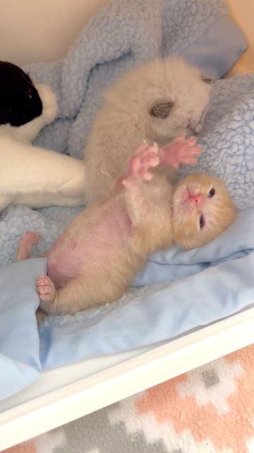 Neonatal Kitten, Orange Kitten, Baby Kitty, Ginger Kitten, Cats Pictures, Orange Kittens, Newborn Kittens, Foster Kittens, Kitten Rescue