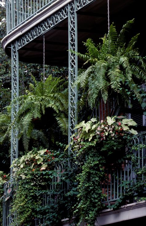 Hanging Plant Basket, Pergola Hanging Baskets, Hanging Plants Porch, Shade Hanging Baskets, Fern Hanging Basket, Large Hanging Baskets, Front Porch Hanging Baskets, Hanging Porch Plants, Patio Hanging Plants