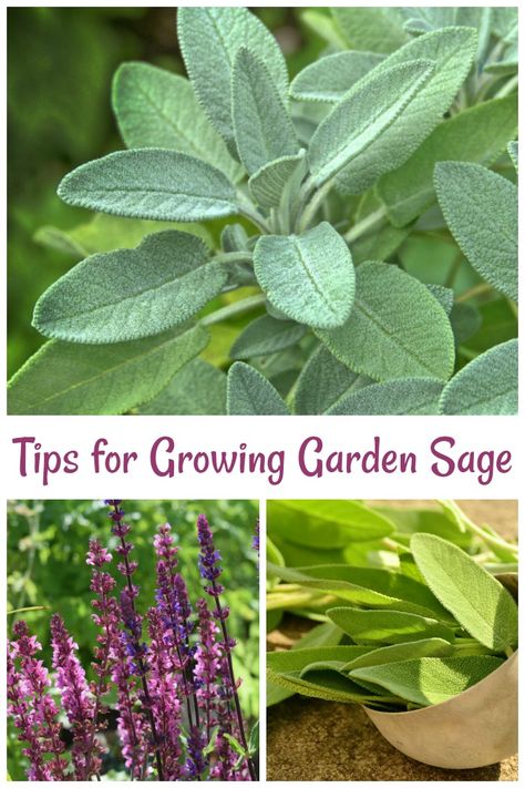 Sage Plant Care, Growing Sage, Garden Sage, Harvest Garden, Growing Garden, Sage Plant, Plant Care Tips, Growing Gardens, Perennial Herbs