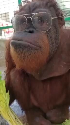 Funny Monkey Pictures, Questioning Reality, Regnul Animal, Funny Animals With Captions, Good Morning Funny Pictures, Monkey Pictures, Funny Animal Photos, Good Morning Funny, Monkeys Funny