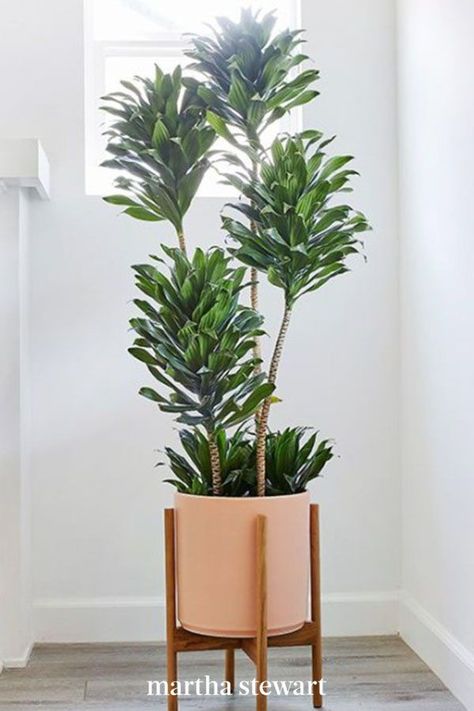 If you're looking for a plant with a quirky, sculptural shape and the ability to fit perfectly in any tight corner, you can't go wrong with the Dracaena Compacta, also known as the Dracaena Janet Craig. "This plant prefers medium light and is a relatively slow grower," says Bartoli. #gardening #gardenideas #garden #houseplant #besthouseplant #marthastewart Corner Plant Ideas, Plant Corner Ideas, Janet Craig Plant, Indoor Plants Ideas Decor, Dracaena Janet Craig, Dracaena Compacta, Indoor Floor Plants, Inside House Plants, Indoor Plant Ideas