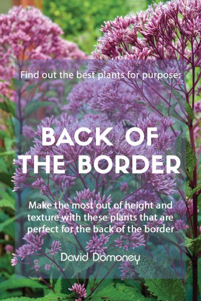 Tall Border Plants, Backyard Fence Flower Bed, Tall Border Plants Fence, Low Growing Perennial Border Plants, Border Gardens Along Fence, Fern Garden Border, Shady Border Plants Uk, Bedding Plants Border, Boarder Plants