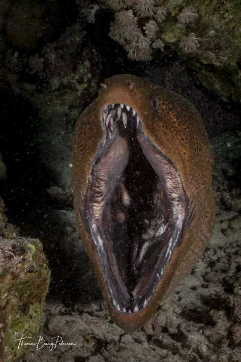 https://flic.kr/p/2ian6ec | Giant moray eel Giant Moray Eel, Deep Sea Eel, Eel Aesthetic, Weird Sea Creatures, Deep Sea Fish, Creepy Animals, Microscopic Photography, Giant Fish, Moray Eel