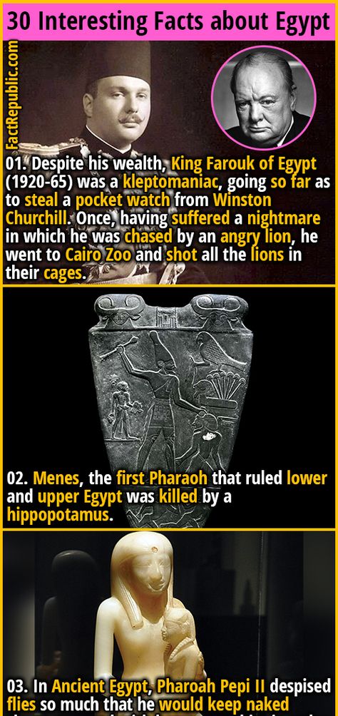 Facts About Egypt, Funny History Facts, Facts About Ancient Egypt, History Egypt, Egypt Country, Mind Blowing Thoughts, Angry Lion, King Farouk, World History Facts