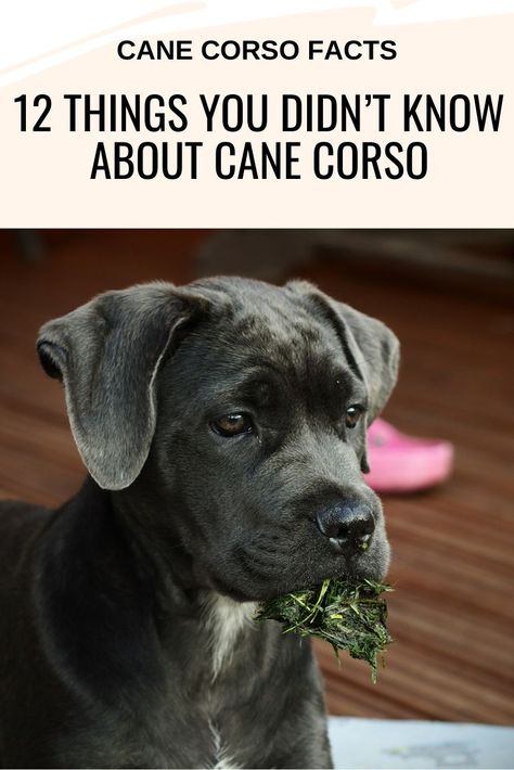 King Corso Dog, King Corso, Italian Cane Corso, Dogs Tattoo Ideas, Black Cane Corso, Best Guard Dog Breeds, Dog Ear Tattoo, Dog Line Art Tattoo, Cane Corso Kennel