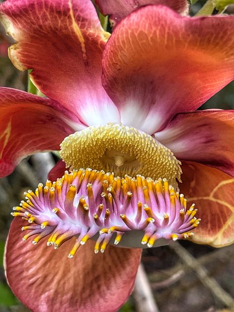 #cannonball #tree #couroupita #guianensis #closeup #flower Cannonball Tree, Cannon Ball, Mother Nature, Close Up, Flowers, Nature