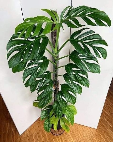 Monstera Pinnatipartita, Plant Games, Starter Plants, Free Plants, Plant List, Room With Plants, House Plants Indoor, Pretty Plants, Tree Crafts