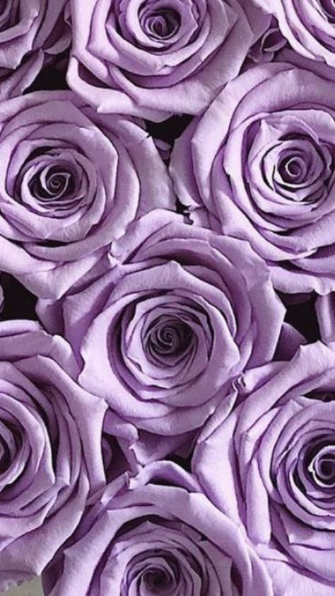 Purple Roses Wallpaper, Red Roses Wallpaper, Purple Flowers Wallpaper, Wholesale Roses, Rose Flower Wallpaper, Lilac Roses, Cute Flower Wallpapers, Flower Therapy, Flower Background Wallpaper