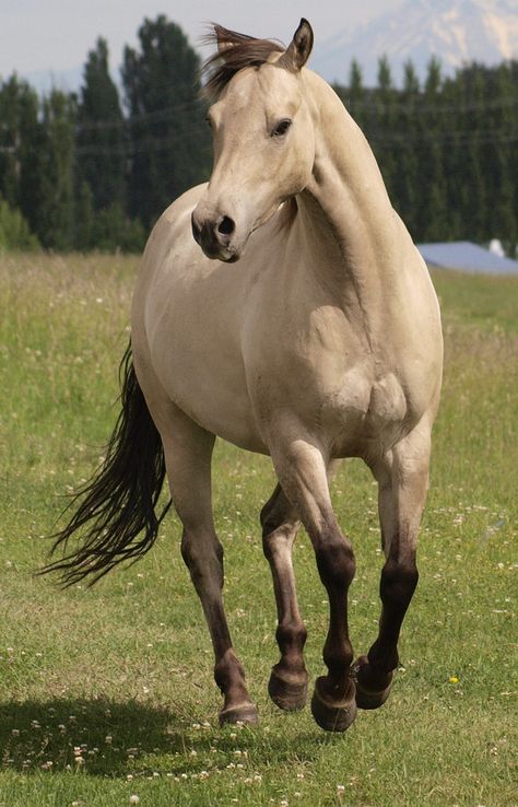 Buttermilk Buckskin horse named Tank - by Eltear-Stock on DeviantArt Buttermilk Buckskin, Buckskin Horse, Horse World, All The Pretty Horses, Horse Crazy, Clydesdale, Horse Life, Appaloosa, Horse Photos