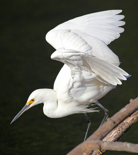 Bird Stretching Wings, Bird Wings Photography, Bird Wings Reference Photo, Wings Bird, Snowy Egret, Wild Animals Pictures, Animal Study, Bird Wings, Herons