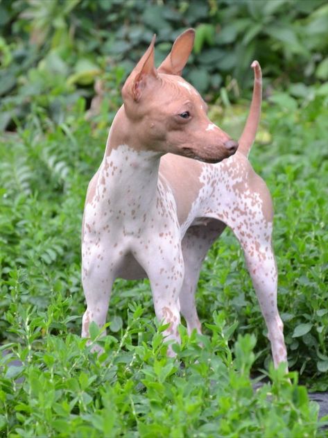 Peruvian Hairless Dog, American Hairless Terrier, Hairless Terrier, Dog Types, Mexican Hairless Dog, Rare Dog Breeds, All Breeds Of Dogs, Disabled Dog, Hairless Dog