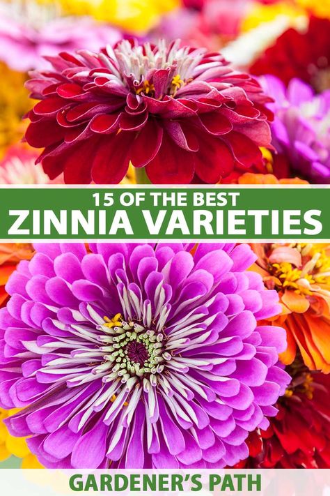 A close up vertical image of brightly colored zinnia flowers pictured on a soft focus background. To the center and bottom of the frame is green and white printed text. Zinnias Flowers, Homestead Gardening, Deer Resistant Garden, Zinnia Garden, Backyard Gardens, Zinnia Elegans, Backyard Flowers, Zinnia Flowers, Gardening Plants