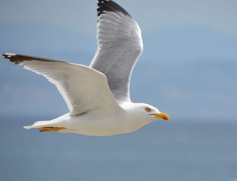 Seagull Tattoo, Flying Seagull, Herring Gull, Seagulls Flying, Coastal Birds, Green Ocean, Focus Photography, Boat Painting, Sea Monsters