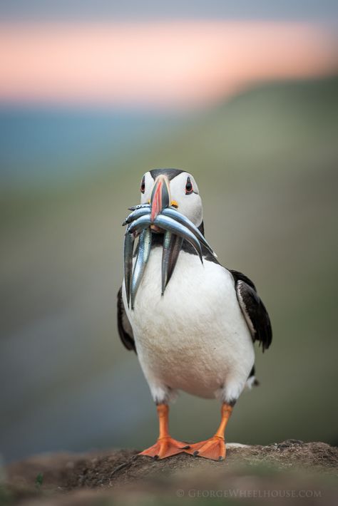 Puffin with Sand Eels ~~ Skomer Island, Pembrokeshire, Wales. (by Old-Man-George) Animal Wallpaper Aesthetic, Birds Feathers, Atlantic Puffin, Tattoo Animal, Tattoo Nature, Animals Tattoo, Puffins Bird, Bird Wallpaper, Animal Sketches